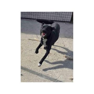 Mlado štene crne mešanke, udomljavanje!