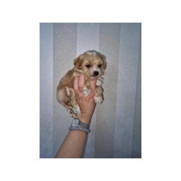 Prodajem preslatke kuce maltipoa 