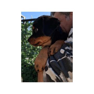 Rotvajler 4 muška šteneta 