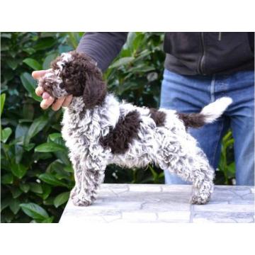 Lagotto Romagnolo štenci