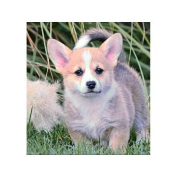 Welsh Corgi Pembroke Velški Korgi