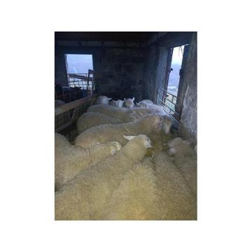 Jagnjići, četiri ipo meseca