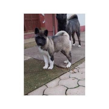 Američka Akita žensko štene