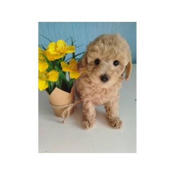 Aprikot Toy pudle štenci