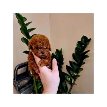 Neodoljive pudle toy i teacup 