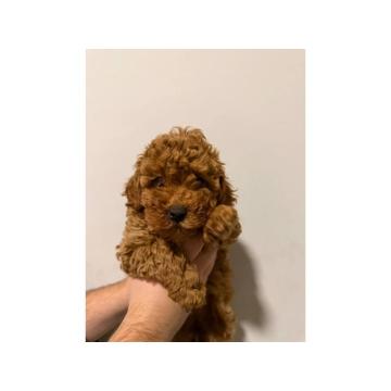 Prodaja pomeranaca i pudli