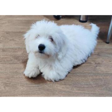 Coton de Tulear  