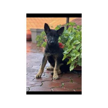 Radni nemački ovčari  