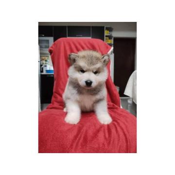 Aljaski malamut štenci