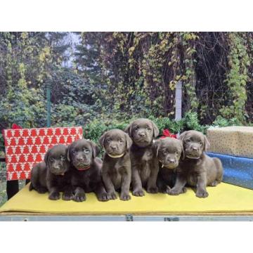 Izuzetna čokoladna štenad Labrador retrivera 