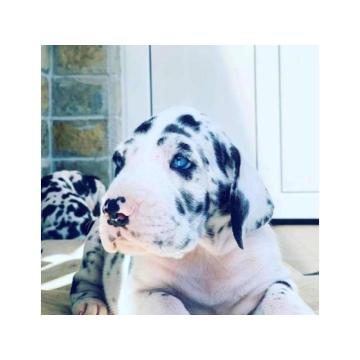 Nemačka doga štenci