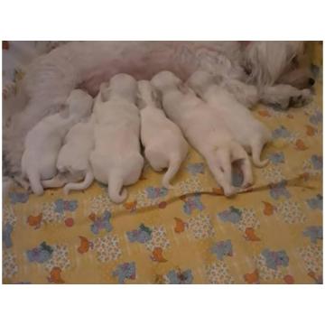 Na prodaju stenci mesanci maltezera i patuljastog spica  