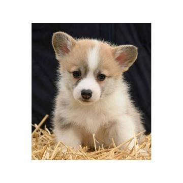 Velški korgi Welsh Corgi Pembroke