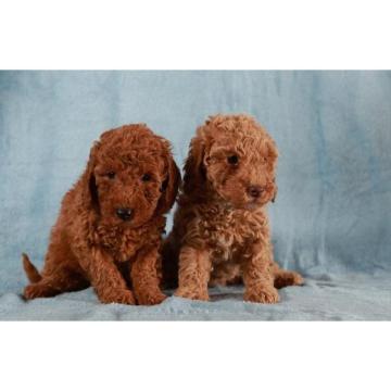 Crvena Toy / Patuljasta Pudla   