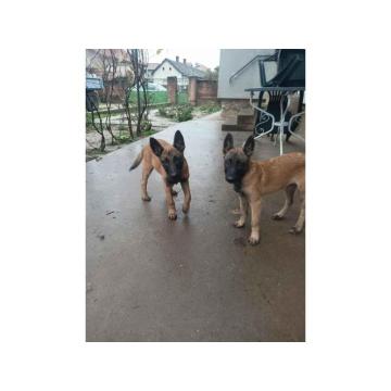 Belgijski ovčar MALINOA štenci 