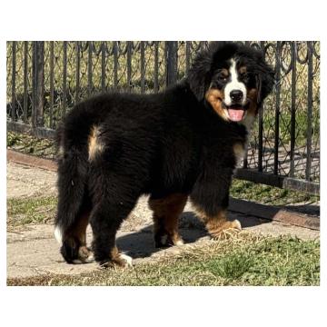 Na prodaju stenci bernskog planinskog psa, odlicnog kvaliteta