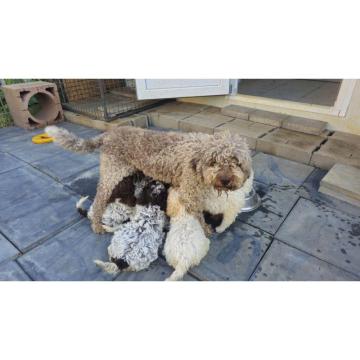 Štenci Lagoto Romanjole