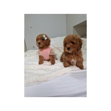 Preslatke crvene pudle, spremne za preuzimanje 