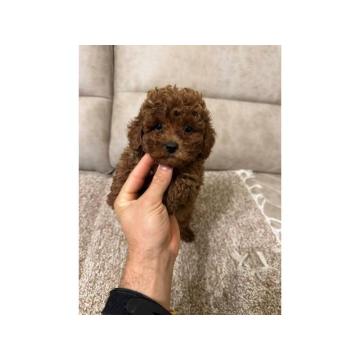 Toy pudle vrhunskog porekla