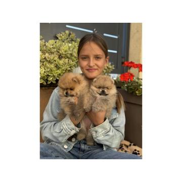 Dostupni prelepi štenci pomeranaca