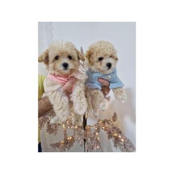 Preslatki maleni MALTIPOO stenci 