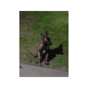 Belgijski ovčar MALINOA štenci