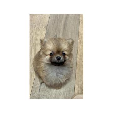 Pomeranac, prelepi štenci 