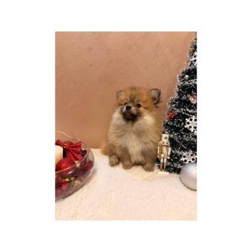 Pomeranski špic štenci oranž i beli 