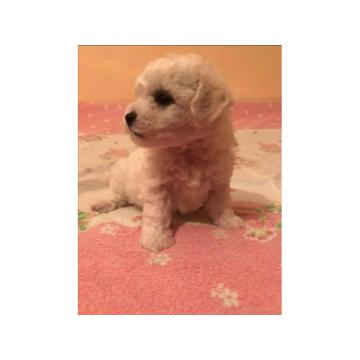 Kovrdžavi Bišon štenci