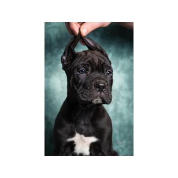 Cane Corso stenad