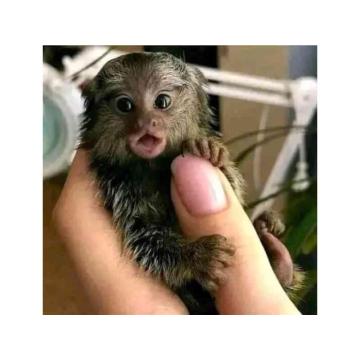 Dostupni marmozeti majmuni