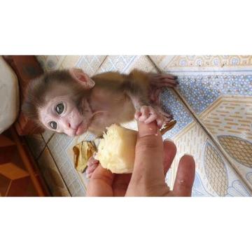 Dostupni kućni kapucinski majmuni