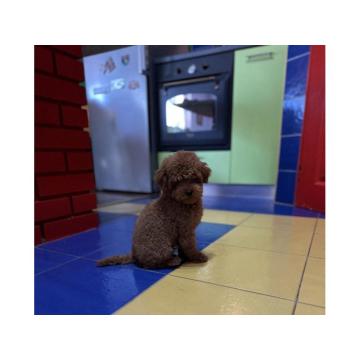 Toy Pudla kvalitetni štenci