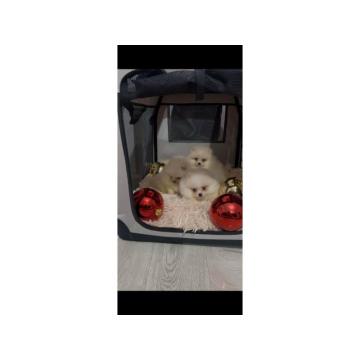 Pomeranac, štenci vrhunskog kvaliteta 