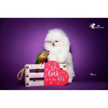 Veseli cistokrvni pomeranci spremni za novi dom. 