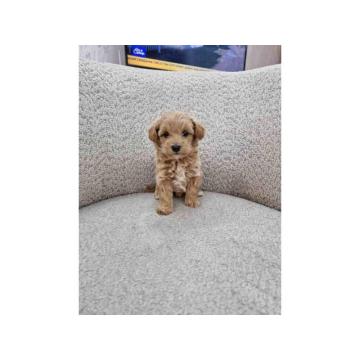 Neodoljivi Maltipoo štenci 