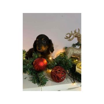 Mini dugodlaki jazavčari, štenci 