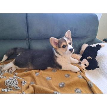 Velški Korgi Pembrok trikolor 