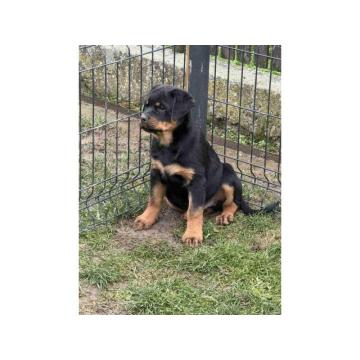 Na prodaju štenad Rottweilera vrhunskog porekla 
