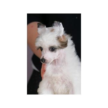 Kineski Ćubasti Pas Štenci