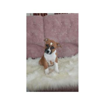 Američki stafordski terijer štenci 