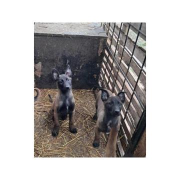 Belgijski ovčar Malinoa 