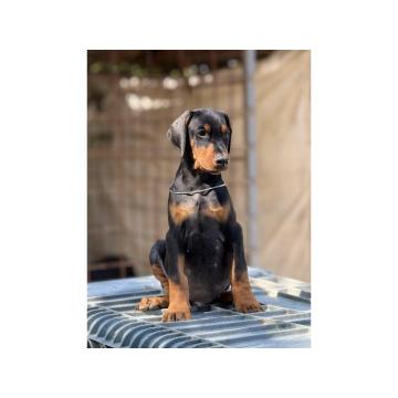 Prodaju se prelepi štenci dobermana, stari 3 meseca