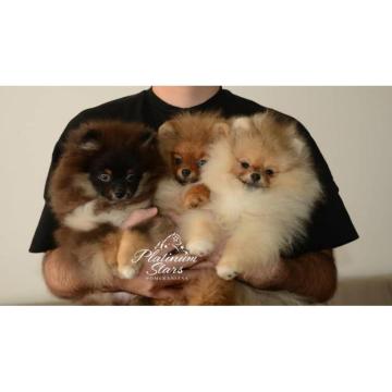 Patuljasti nemački špic – pomeranac, štenci 