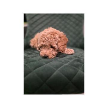 Patuljasta Pudla štenci