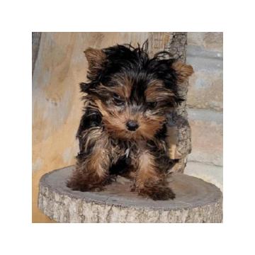 Jorkšir terijer, žensko štene 