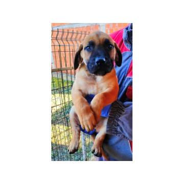 Presa Canario (Dogo Canario) psi