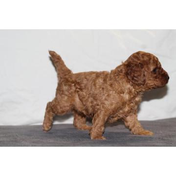 Pudla, prelepi štenci 