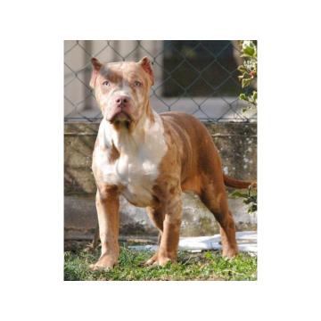 American bully xl  