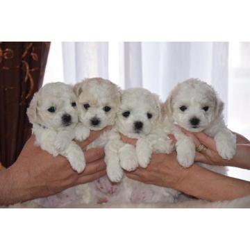 Stenci kovrdzavog bisona 